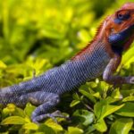 2025150期福彩双色球开奖号码结果查询 lc5t67