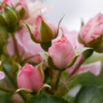 463开奖结果关系深度解析与趋势预测 mctmo