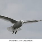 456411期最新开奖结果查询与中奖号码公布 spw5c